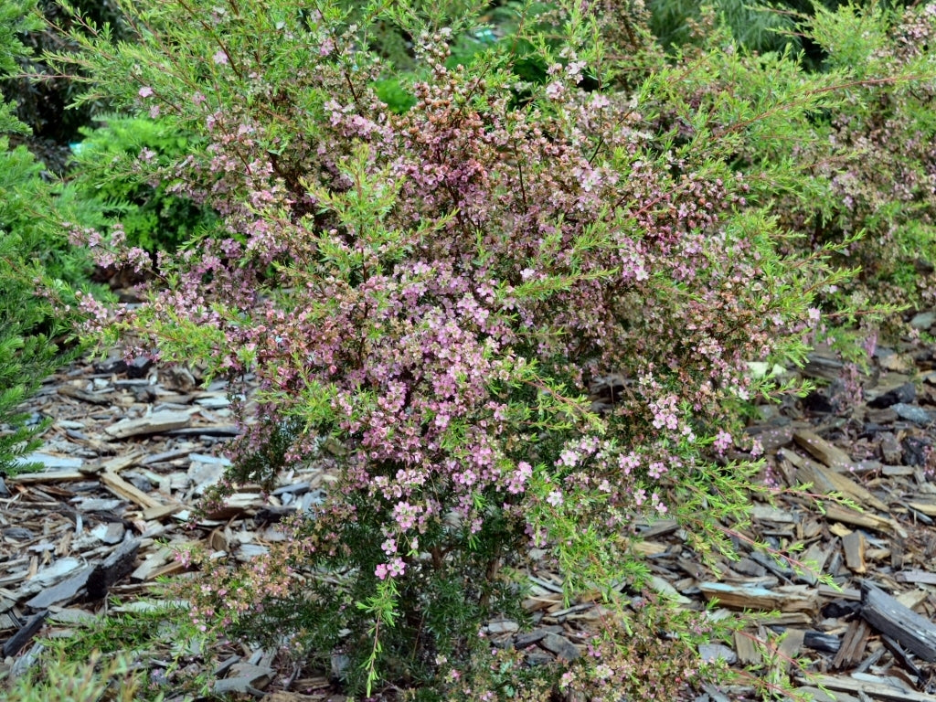 Leptospermum Tickled Pink