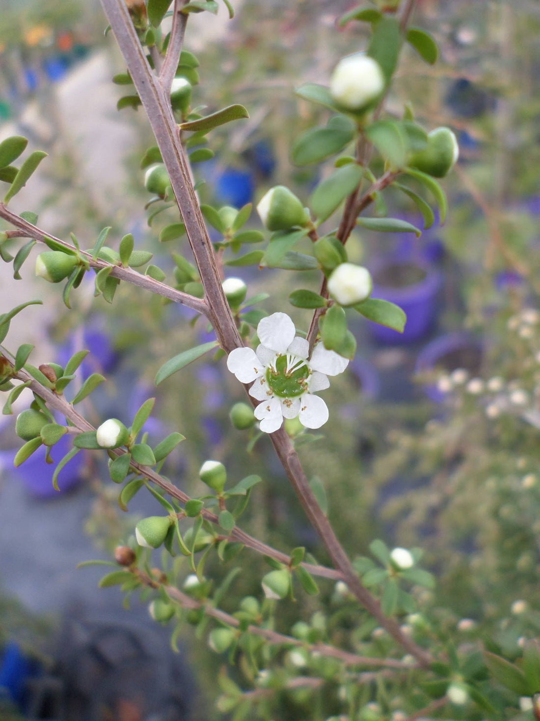 Leptospermum Vertical Drop - Ladybird Nursery