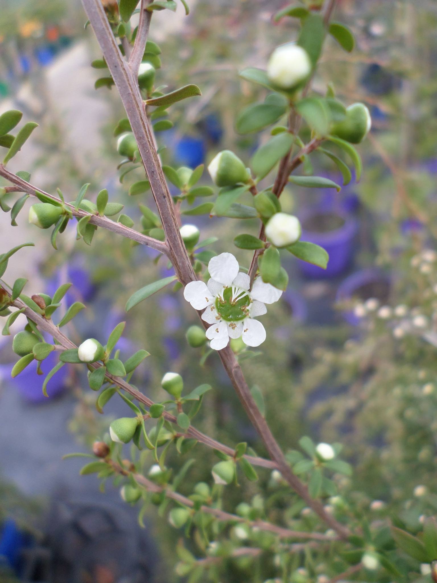 Leptospermum Vertical Drop