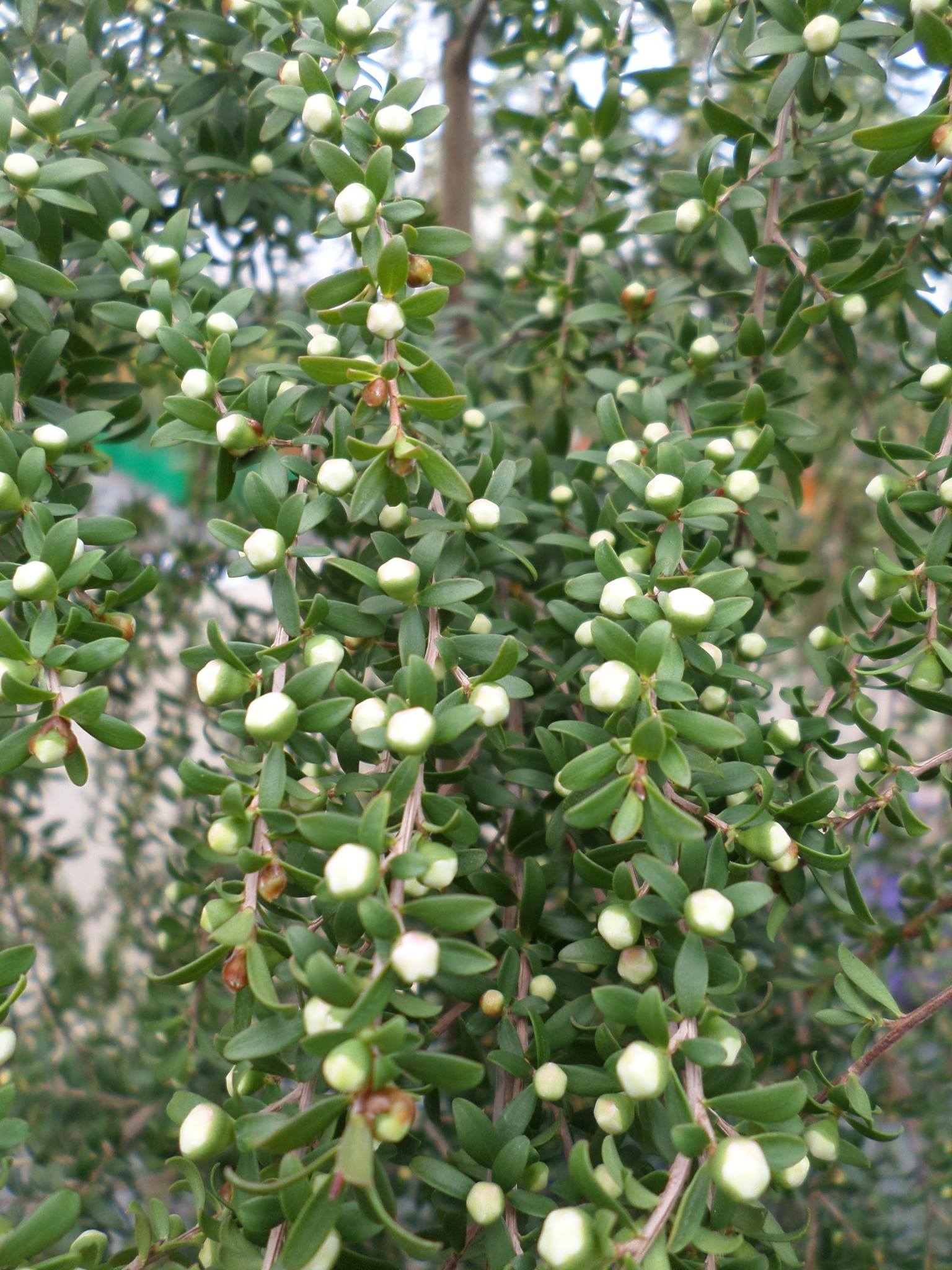 Leptospermum Vertical Drop