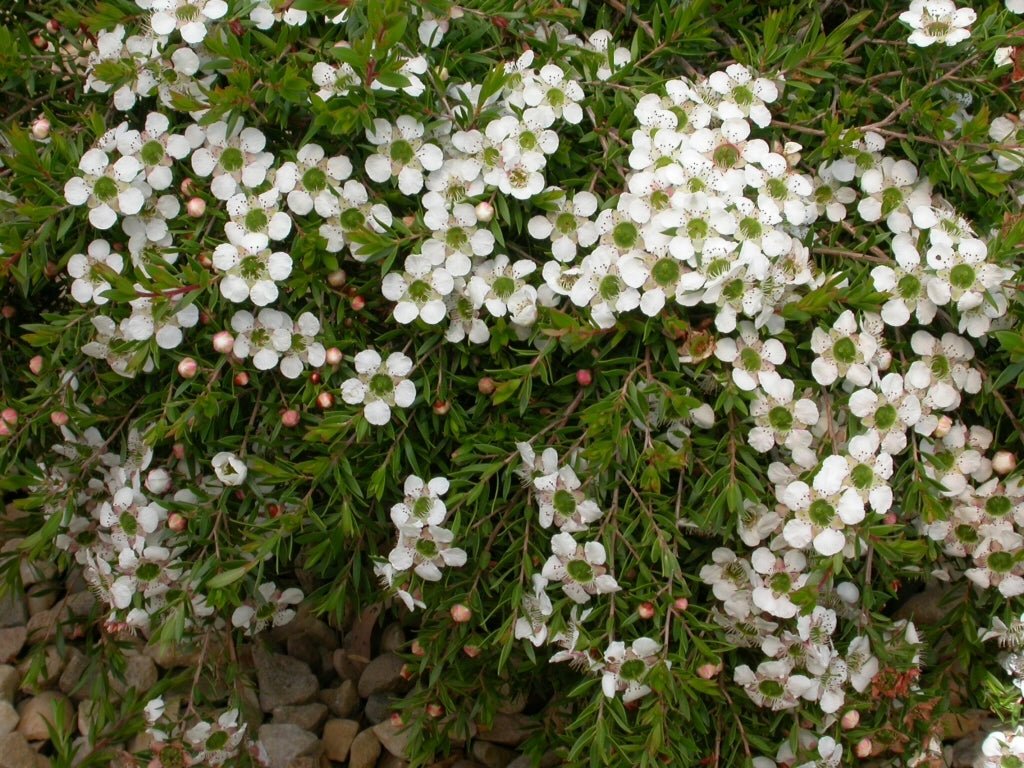 Leptospermum White Wave - Ladybird Nursery