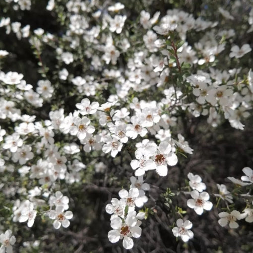 Leptospermum White Wave