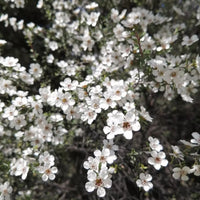 Leptospermum White Wave