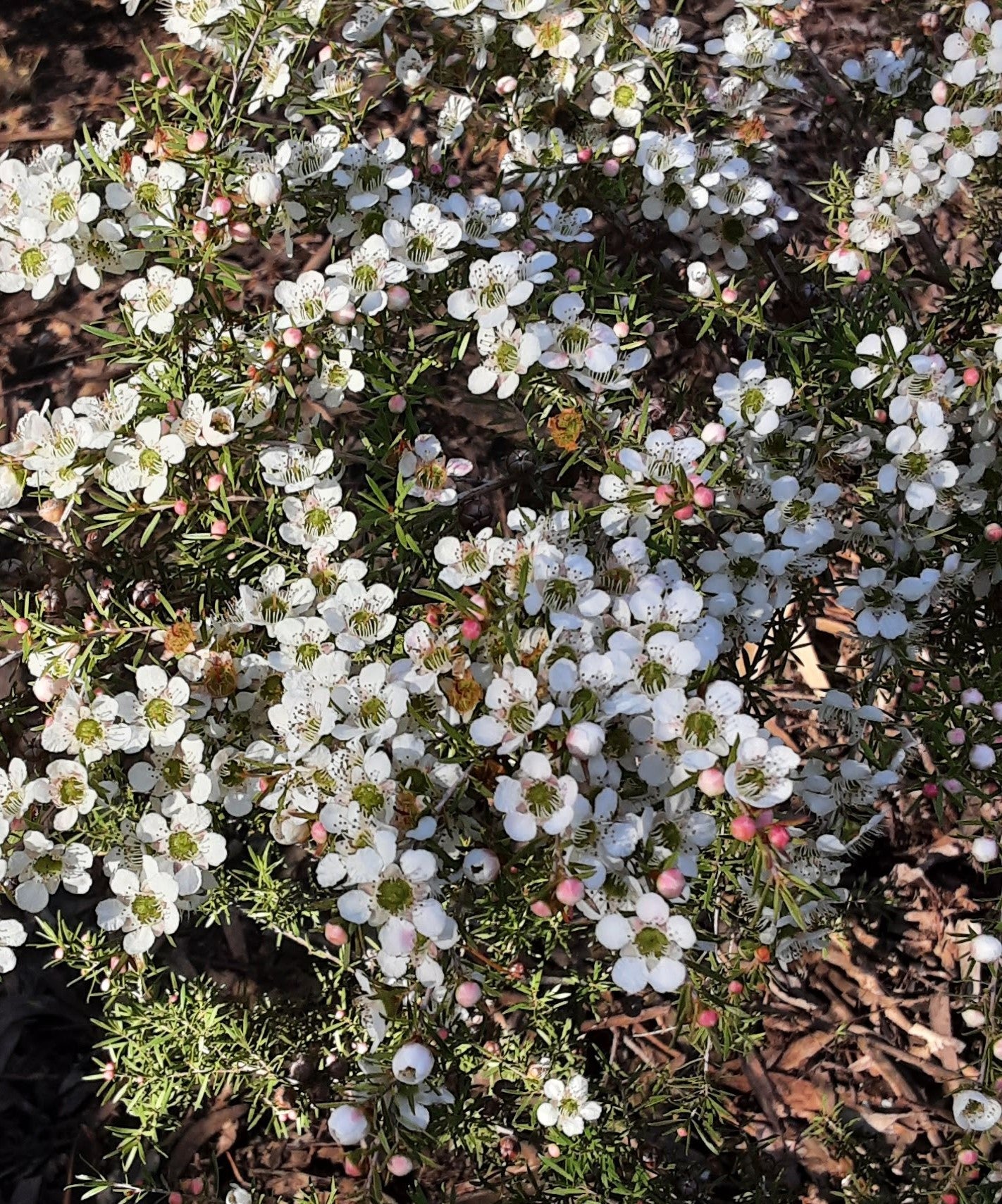 Leptospermum White Wave