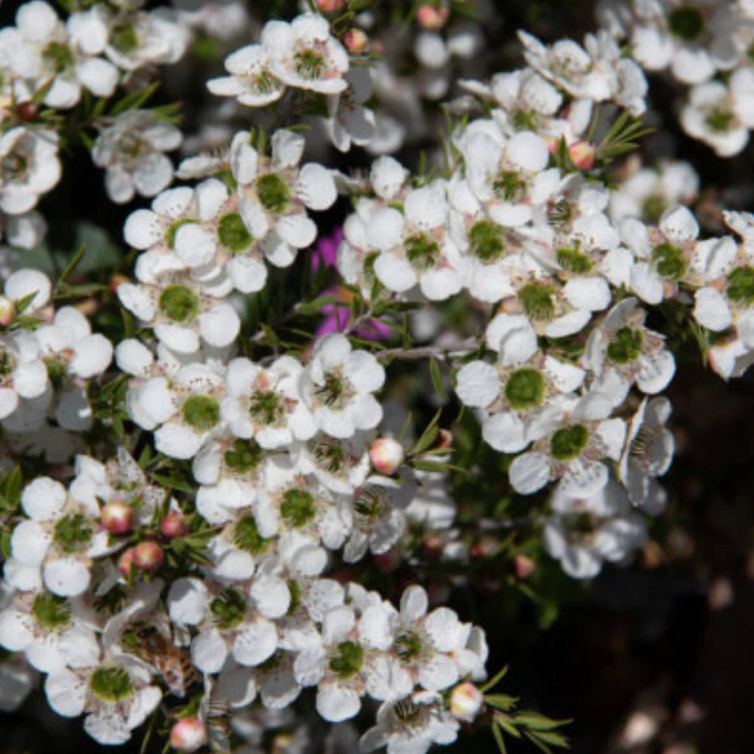 Leptospermum White Wave