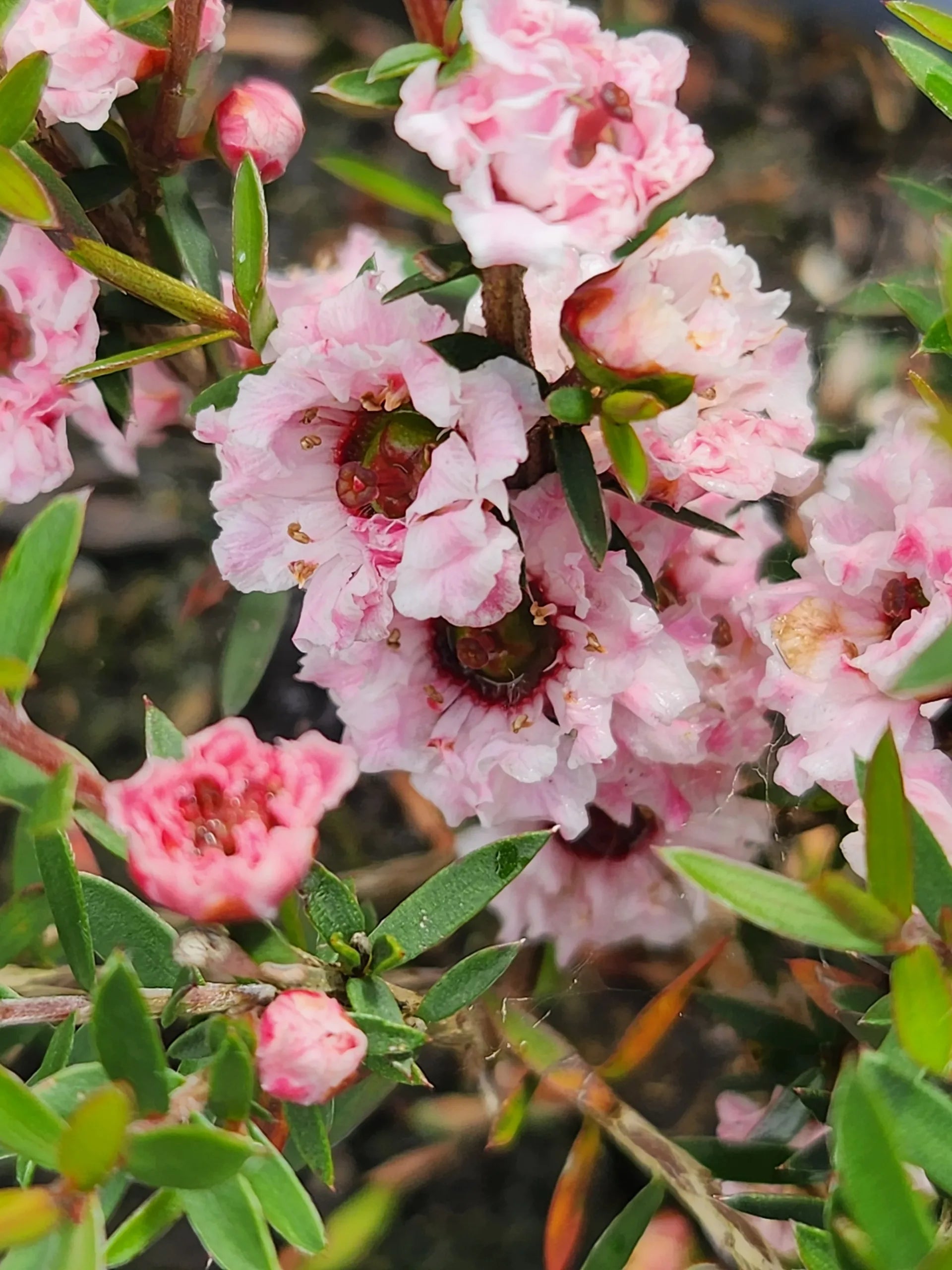 Leptospermum Wiri Adriene - Ladybird Nursery