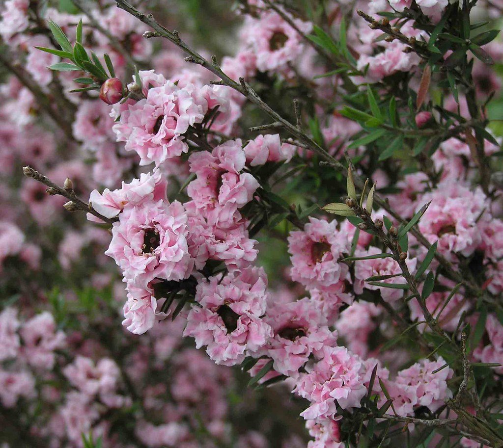Leptospermum Wiri Adriene - Ladybird Nursery