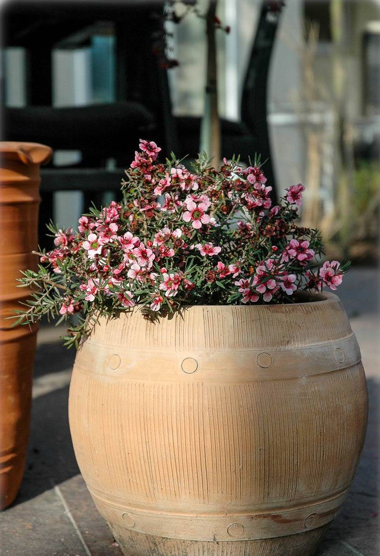 Leptospermum Wiri Adriene