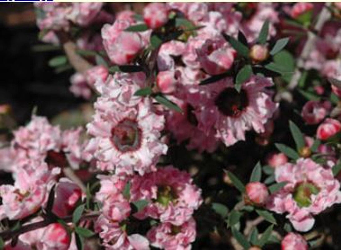 Leptospermum Wiri Adriene - Ladybird Nursery