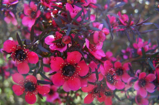 Leptospermum rubrum (Leptospermum nanum)