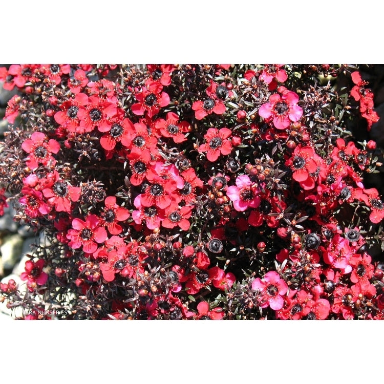 Leptospermum rubrum (Leptospermum nanum)