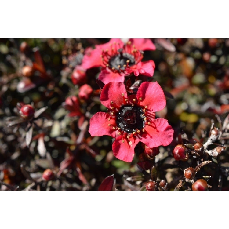 Leptospermum rubrum (Leptospermum nanum)