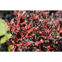 Leptospermum rubrum (Leptospermum nanum)