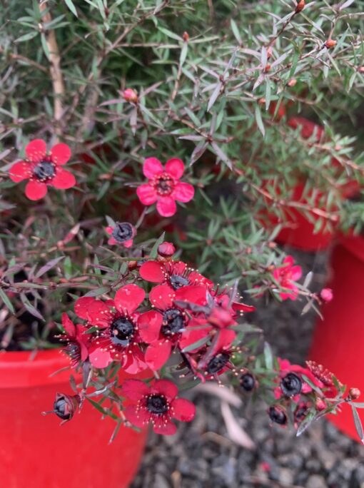 Leptospermum rubrum (Leptospermum nanum)