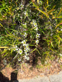 Leptospermum ‘Lemon Frost’ - Large - Ladybird Nursery
