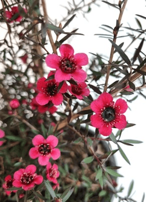 Dwarf Leptospermum Nanum Rubrum (Leptospermum scoparium) - Ladybird Nursery