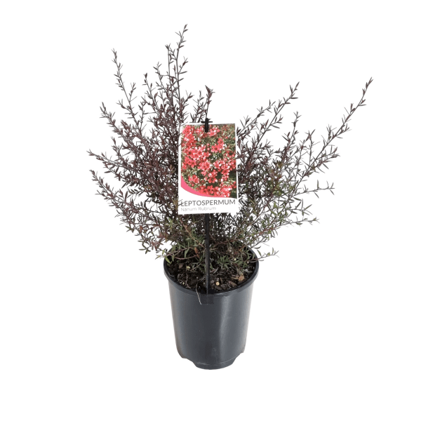 Dwarf Leptospermum Nanum Rubrum (Leptospermum scoparium) - Ladybird Nursery