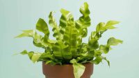 Leslie Bird's Nest Fern (Asplenium nidus)