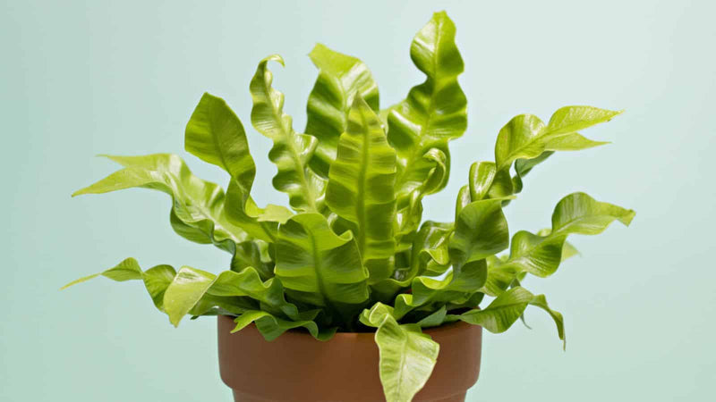 Leslie Bird's Nest Fern (Asplenium nidus)