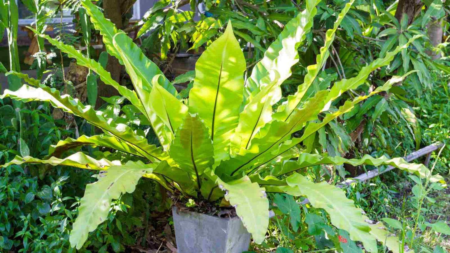 Leslie Bird's Nest Fern (Asplenium nidus)