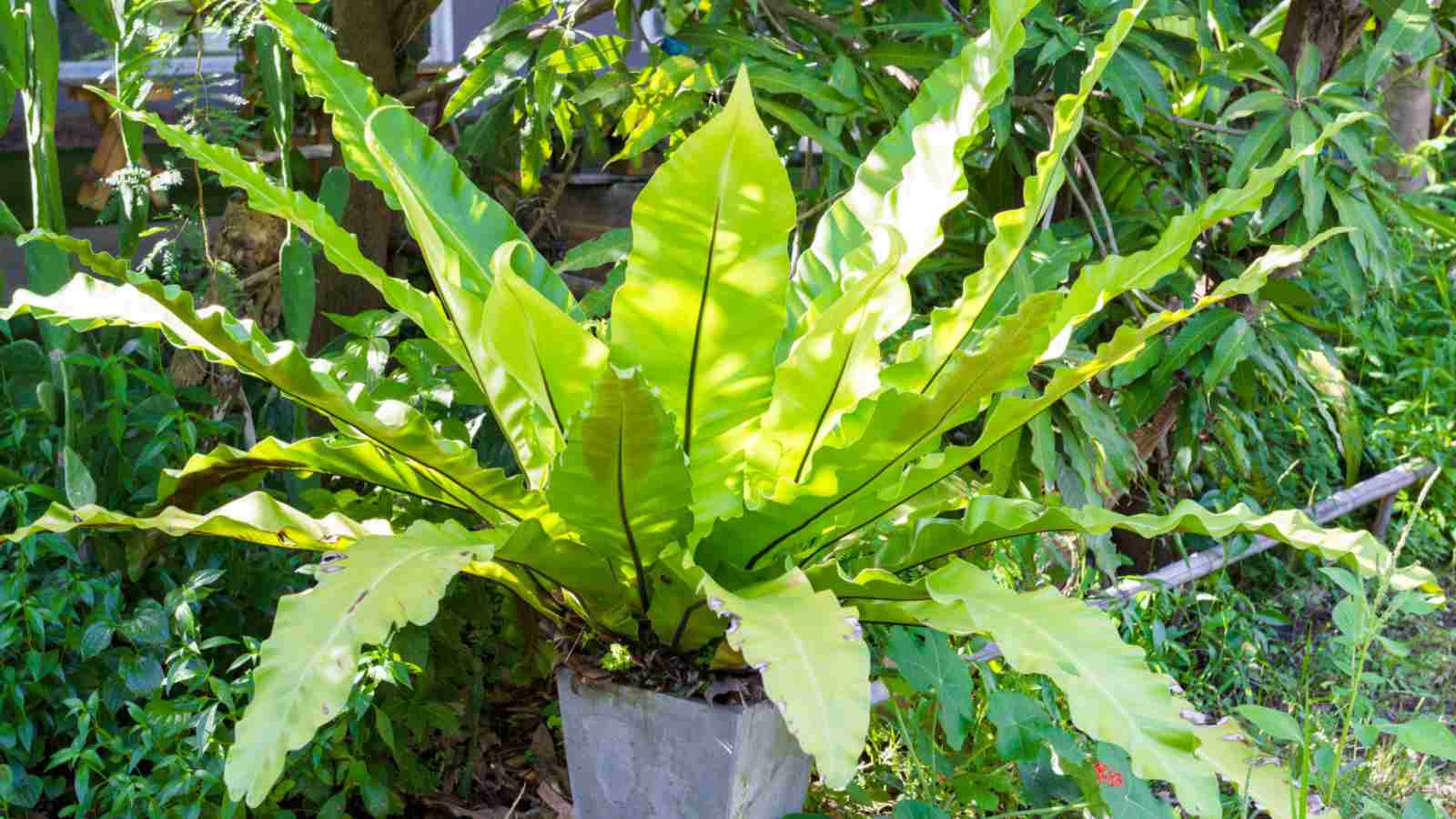Leslie Bird's Nest Fern (Asplenium nidus)