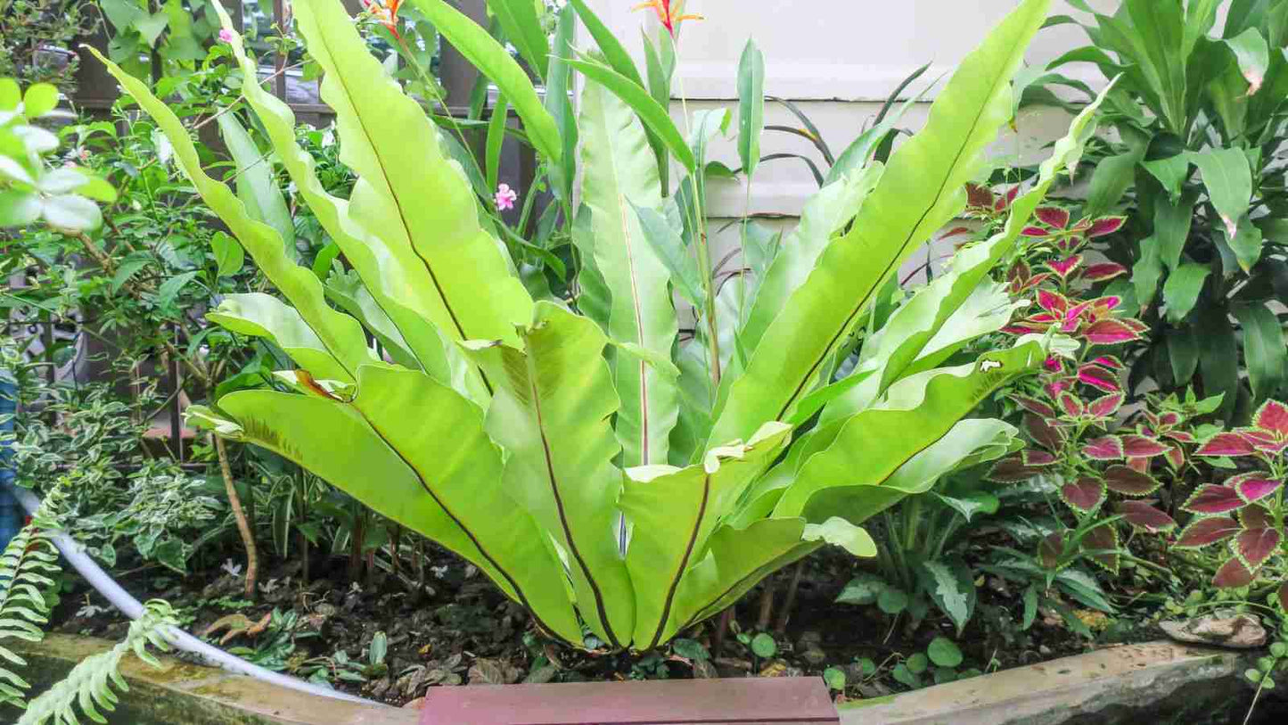 Leslie Bird's Nest Fern (Asplenium nidus)
