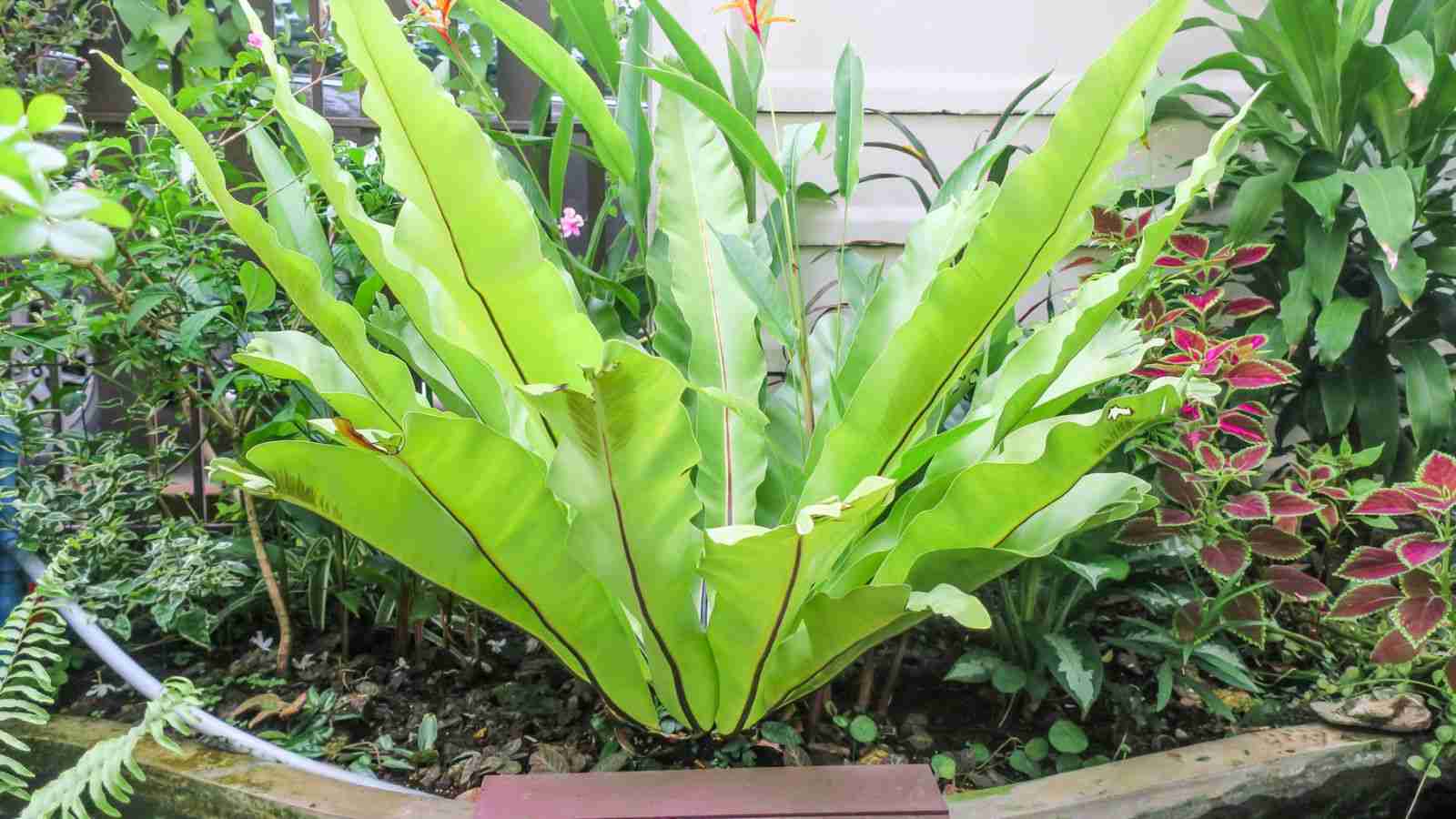 Leslie Bird's Nest Fern (Asplenium nidus)