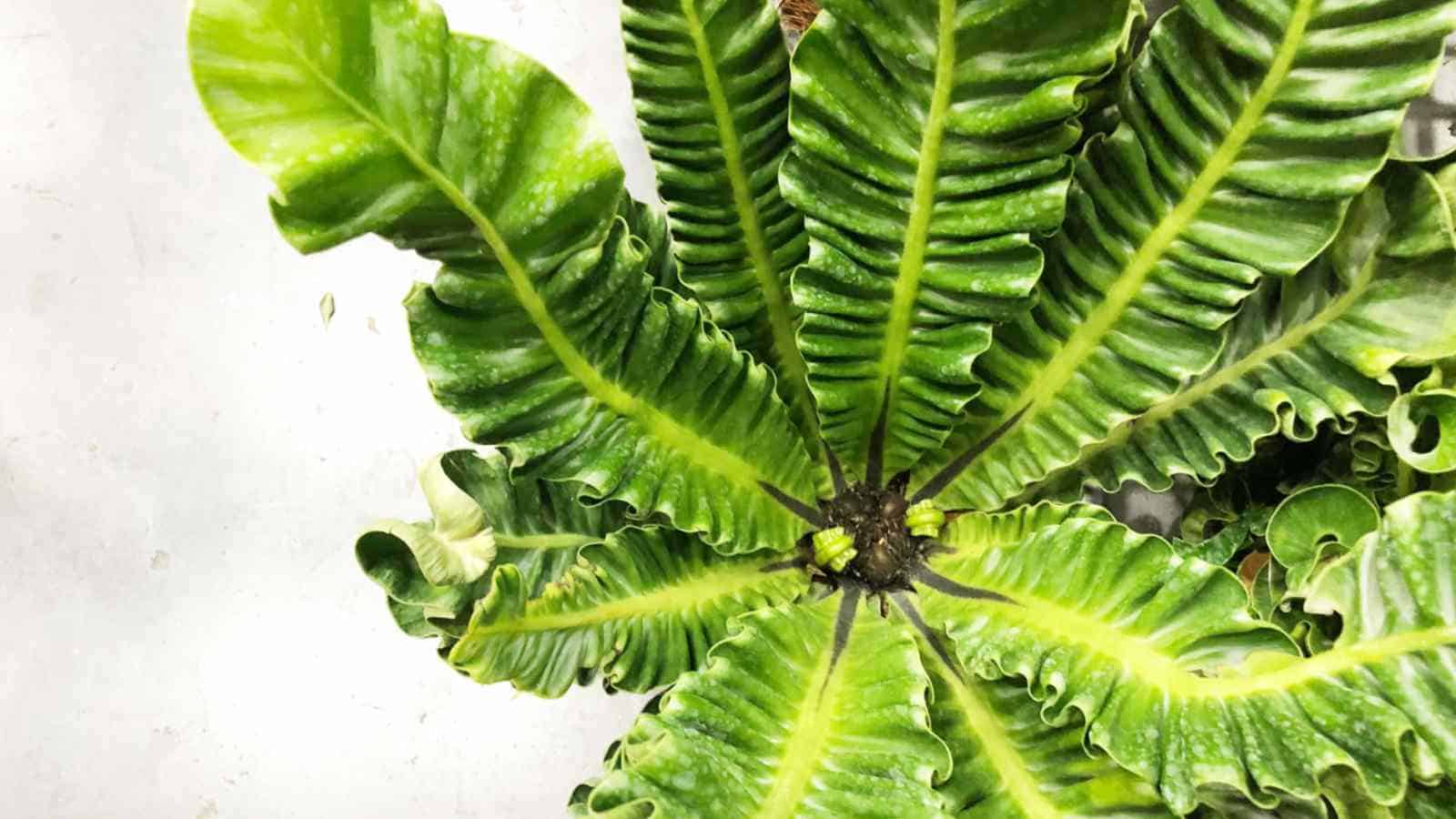 Leslie Bird's Nest Fern (Asplenium nidus) - Ladybird Nursery