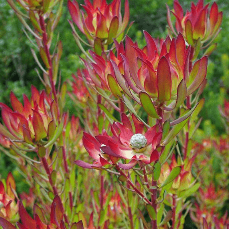 Leucadendron Amethyst (Leucadendron salignum) - Ladybird Nursery
