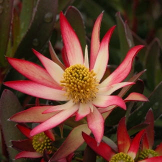 Leucadendron Amethyst (Leucadendron salignum)