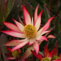 Leucadendron Amethyst (Leucadendron salignum)
