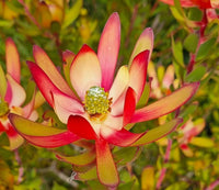Leucadendron Amy (Leucadendron salignum)
