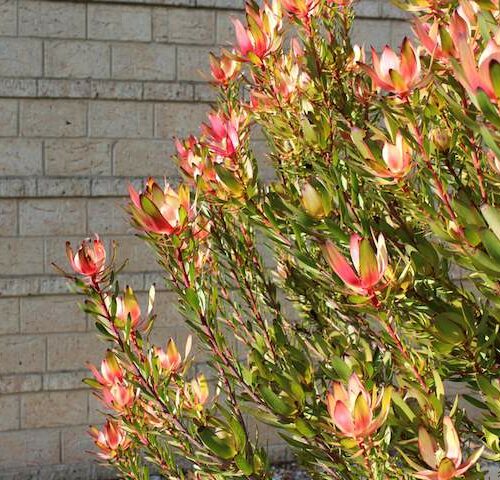 Leucadendron Amy (Leucadendron salignum) - Ladybird Nursery
