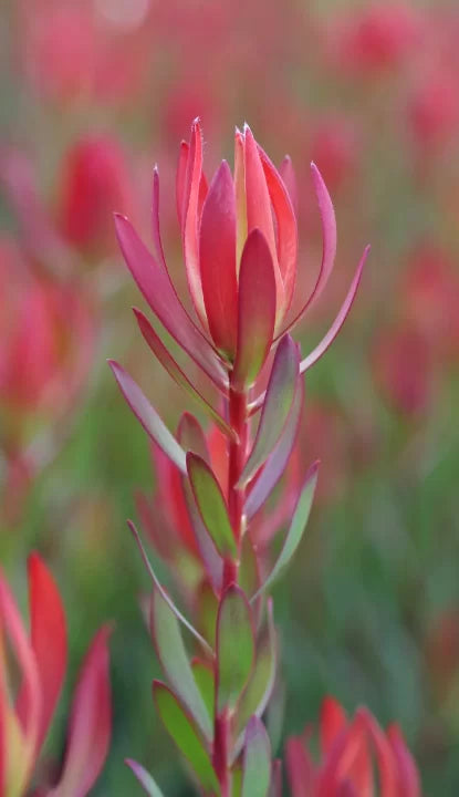 Leucadendron Amy (Leucadendron salignum)