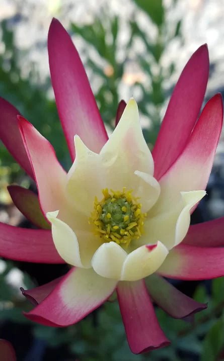 Leucadendron Amy (Leucadendron salignum) - Ladybird Nursery