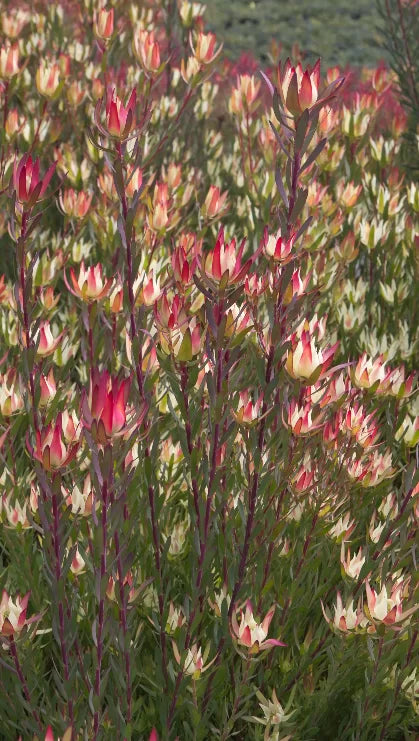 Leucadendron Amy (Leucadendron salignum)