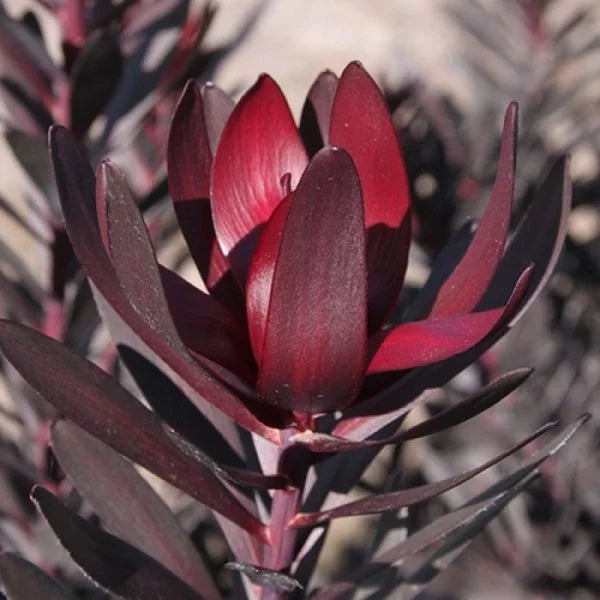 Leucadendron 'Burgundy Sunset' - Ladybird Nursery