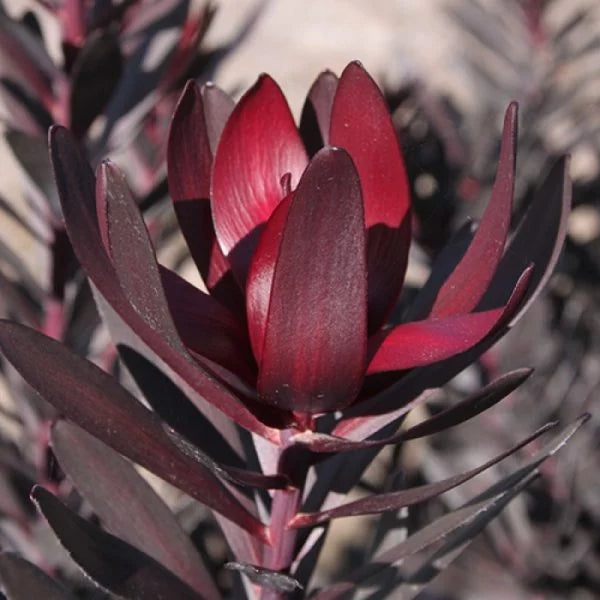 Leucadendron 'Burgundy Sunset'