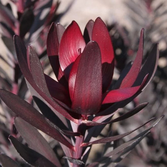 Leucadendron 'Burgundy Sunset'
