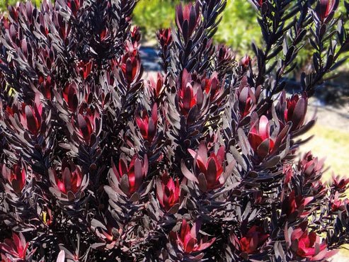 Leucadendron 'Burgundy Sunset' - Ladybird Nursery
