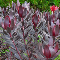 Leucadendron 'Burgundy Sunset' - Ladybird Nursery