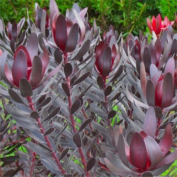 Leucadendron 'Burgundy Sunset' - Ladybird Nursery