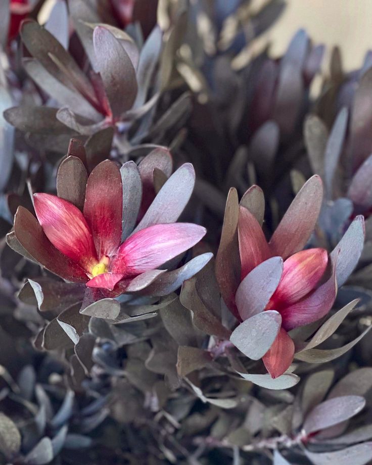 Leucadendron 'Burgundy Sunset' - Ladybird Nursery