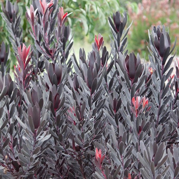 Leucadendron 'Burgundy Sunset' - Ladybird Nursery