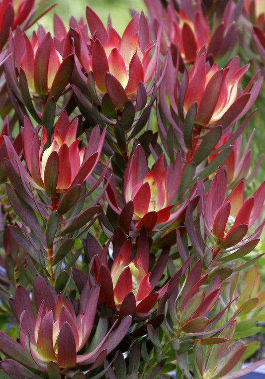 Leucadendron Devils Blush (Leucadendron salignum)