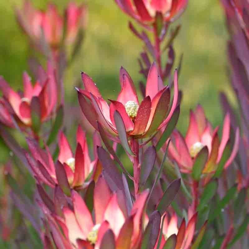 Leucadendron Devils Blush (Leucadendron salignum) - Ladybird Nursery
