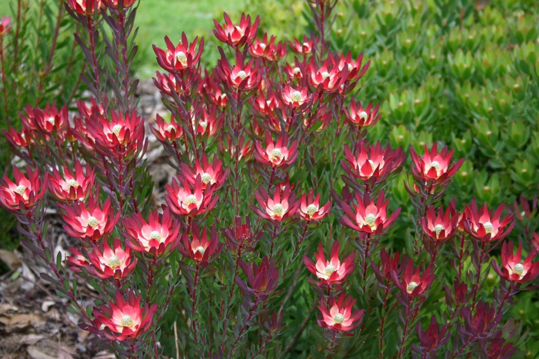 Leucadendron Devils Blush (Leucadendron salignum) - Ladybird Nursery