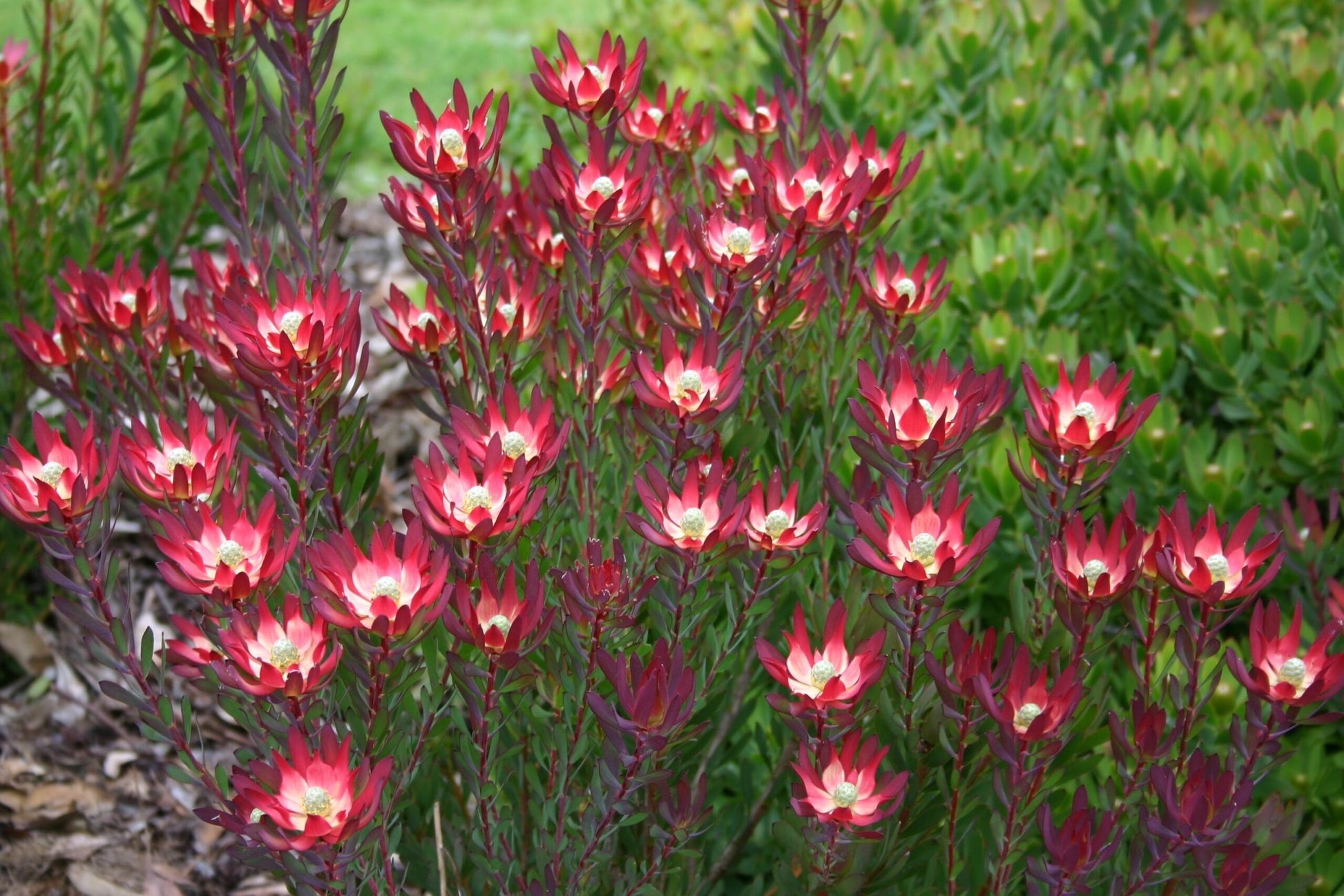 Leucadendron Devils Blush (Leucadendron salignum)