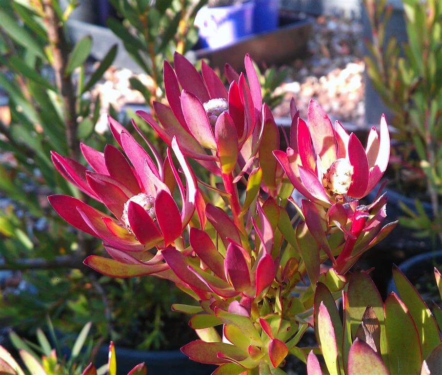 Leucadendron Devils Blush (Leucadendron salignum) - Ladybird Nursery