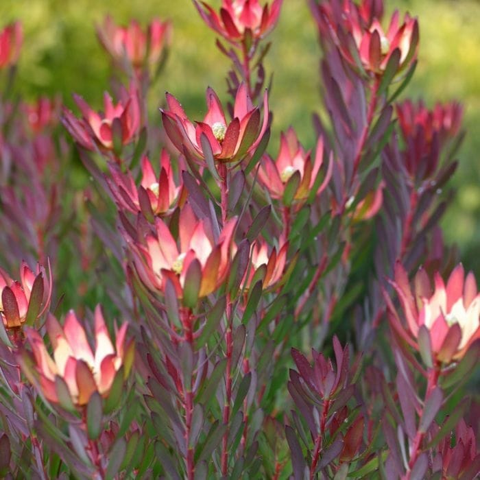 Leucadendron Devils Blush (Leucadendron salignum) - Ladybird Nursery